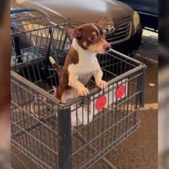 Heartbroken Arizona Woman Discovers Frightened Puppy Waiting in a Parking Lot Cart