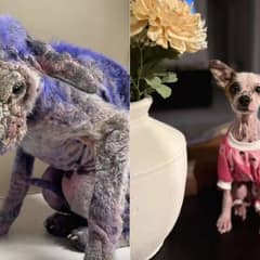 Shelter Workers Discover the Heartbreaking Reason a Dog Was Covered in Purple