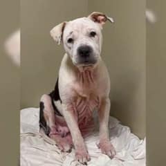Senior Dog Found Trembling in Shelter Learns to Love Again in Foster Care