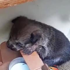 Lonely Cardboard Box Left At Night Leads To A Rescue No One Expected