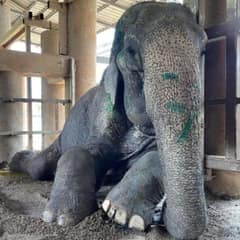 After 80 Years of Work, This Elephant Finally Gets to Lay Down in Peace