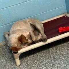 Heartbroken Shelter Dog Curled Up Alone After Her Brother Found a Home Without Her