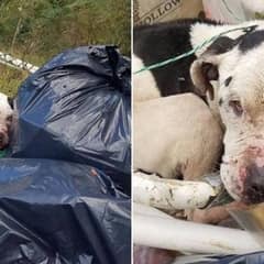 Sweet Pit Bull Was Left to Die Next to a Dumpster Until Help Arrived