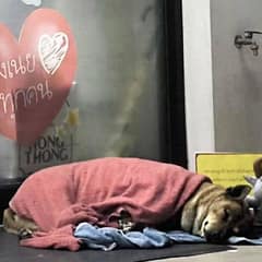 Loyal Dog Waited Outside a Store for Months and Her Ending Will Make You Smile