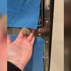 Shelter Cat’s Tender Gesture Brings Hope and a New Beginning