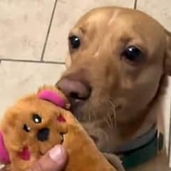 Dog on Euthanasia List in California Finds Hope When Rescuer Arrives Just in Time