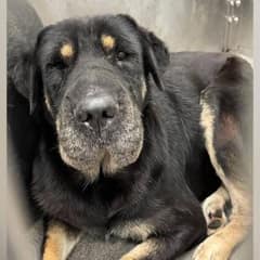 Minutes From Being Euthanized, A Shelter Dog Is Saved By a Life-Changing Discovery