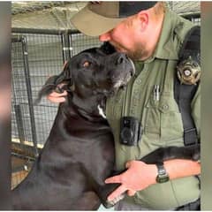Rescued Great Dane Sisters Finally Find Safety After Years of Hardship