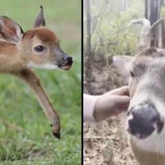 Seven Years of Love, Gone in Minutes: The Heartbreaking End of Little Buck