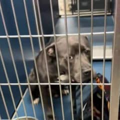 Shelter Dog Offers His Beloved Blanket to Strangers — Hoping Someone Will Take Him Home