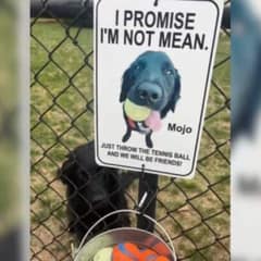 From Shy Rescue Dog to Neighborhood Star with a Bucket of Tennis Balls