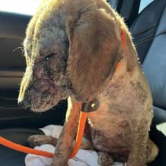 Puppy Who Couldn’t Relax From Skin Pain Makes a Remarkable Recovery
