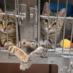 Staff Member Captures Sweet Moment Between Two Kittens Holding Paws