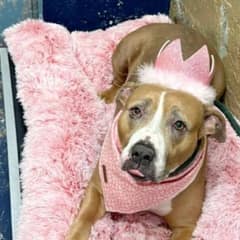 400 Days in a Kennel: The Loving Pittie Everyone Adores But No One Adopts