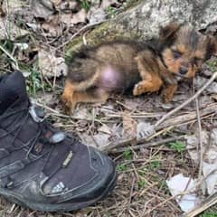 Homeless Puppy Who Took Shelter in a Boot Finds Her Forever Family