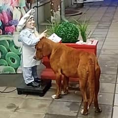 Lonely Stray Dog Finds Comfort in a Statue’s Hand Before Rescuers Step In
