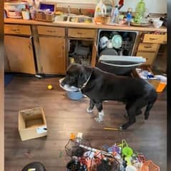 Senior Dog Left Behind in Empty House Finds the Family He Always Needed