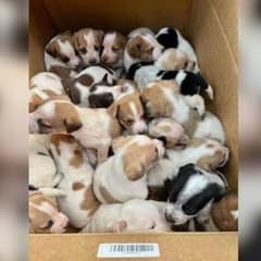 Thirty Puppies Left in a Cardboard Box in Missouri Find Safety and Care