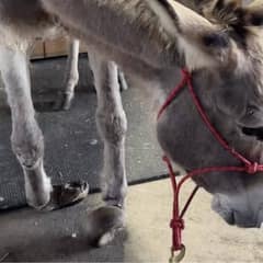 Two Neglected Donkeys Find Hope After Nearly Ten Years Without Care
