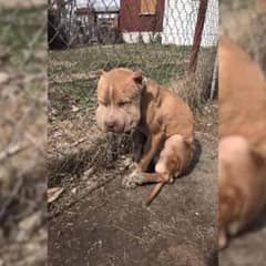 Rescue Pup Left Injured On A Fence Makes An Incredible Recovery