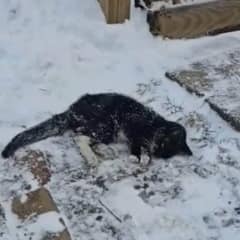 Tiny Cat Found Frozen On A Driveway In Pittsburgh Finds A Loving Forever Home