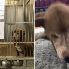 After 7 Years in a Shelter, Ginger Finally Found the Love She Had Been Waiting For