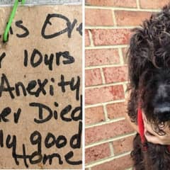After Heartbreaking Abandonment, Old Dog Discovers a Second Chance at Love