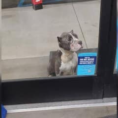 A Stray Dog Sat Silently Outside a Store Until Kindness Changed Everything