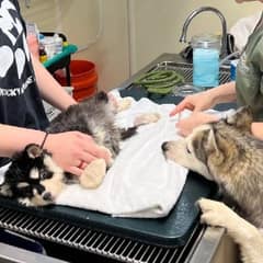 No Pain Could Separate This Husky Mom From Her Precious Baby