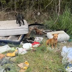 Family of Stray Dogs Rescued From Trash Piles Finds Safety and Love