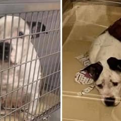 A Forgotten Dog Learns What Love Feels Like for the First Time