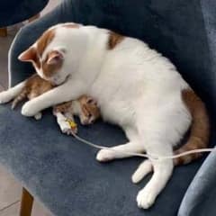 How A Sick Street Kitten Became The Heart Of A Veterinary Clinic