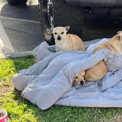 Three Bonded Rescue Dogs Refuse to Leave Each Other’s Side After Being Left Behind