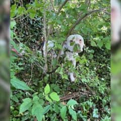 From Lonely Bushes To Loving Arms: Dubya’s Journey From Abandonment To Family