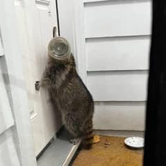 Wild Visitor With Jar On Head Shows Up At Family’s Porch Hoping For Rescue