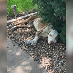 The Stray Nobody Noticed Finally Found A Family Who Would Never Let Her Go