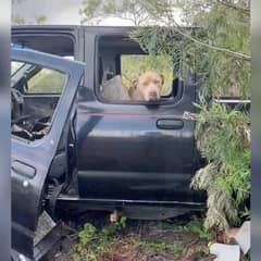 Rescuers Find Sweet Dog In Abandoned Vehicle Waiting For Help