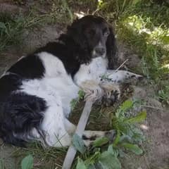 Kind Stranger Sees Soaked Dog by the Water and Finds a Heavy Chain Around His Neck