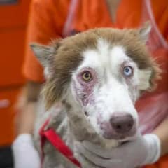 From the Streets of Thailand to a Second Chance: Husky Matsi’s Journey of Survival and Hope