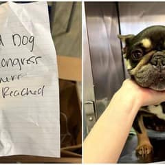 Abandoned in a Box, a Little Dog Finds Hope and a Forever Home Filled With Love