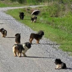 Twelve Abandoned Dogs Rescued From Busy Tulsa Road Begin Their Journey to Safety