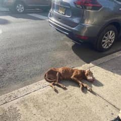 Passersby Shocked After Discovering Dog Lying Helpless Yet Still Alive