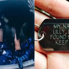 Abandoned Dog Found on Utah Highway Finds Healing and Love