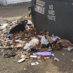 Abandoned Dog Found Beside Dumpster Learns What Love Feels Like