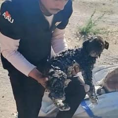 Three Puppies Trapped In Tar Cry For Help Until Rescuers Arrive