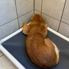 Senior Dog Spent Her Life Hiding From the World Until Rescue Came
