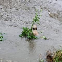 Tiny Puppy Saved From Rising Flood Finds the Loving Home He Deserved