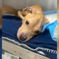 Abandoned And Barely Breathing, A Brave Dog Learns To Live Again