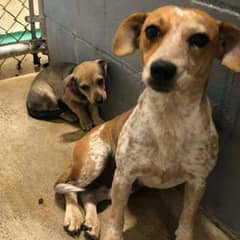Mother Dog Clings to Her Puppy in Texas Shelter Until a Stranger Changes Their Fate