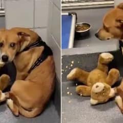Luna the Shelter Dog Clings to Her Teddy Bear While Waiting for a Family